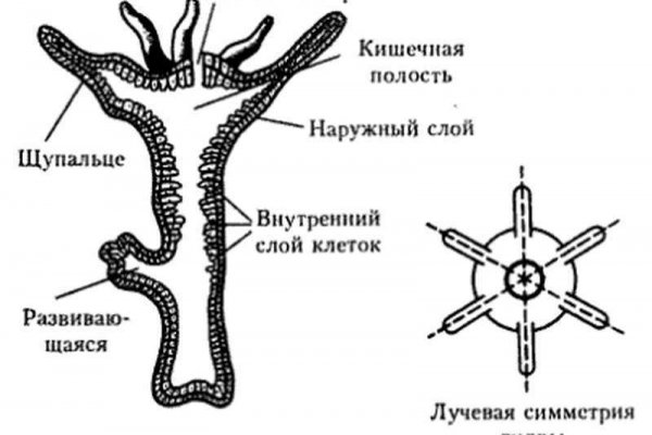 Кракен сайт официальный kraken014 com